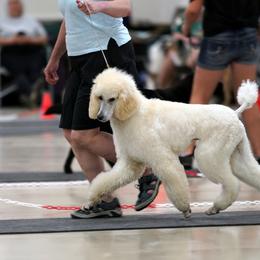 Poodle Puppies from Furball Forest Poodles