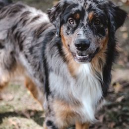 Australian Shepherd All Grown Up from Golden Aussies