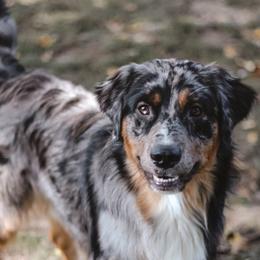 Australian Shepherd All Grown Up from Golden Aussies