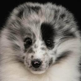 Shetland Sheepdogs from Sassy Shelties