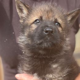 Purple collar - Sable female German Shepherd puppy in Canterbury, Connecticut from Nachtwaechter German Shepherds, LLC