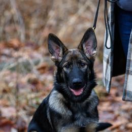 German Shepherd Puppies from Zwinger Vom Rabenauge