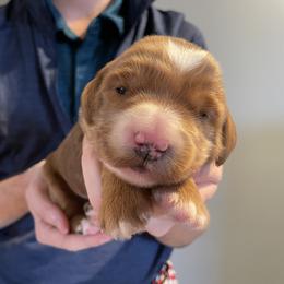 Purple - Red  male Goldendoodle puppy in Medina, Ohio from Farmer Doodles