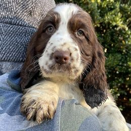 English Springer Spaniels from Sara's English Springer Spaniels