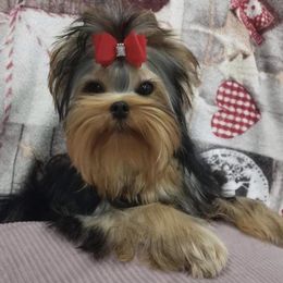 Stormie - Yorkshire Terrier