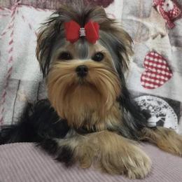 Stormie - Yorkshire Terrier