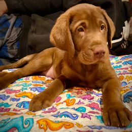 Labrador Retriever Puppies from Wolf Den Retrievers