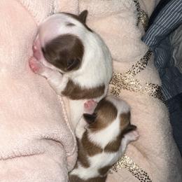 Shih Tzu Puppies from Wood Foo Breeders