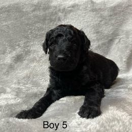 Goldendoodle Puppies from Bell’s Goldendoodles