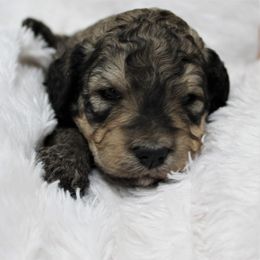 Bernedoodle and Goldendoodle Puppies from Paramount Family Doodles