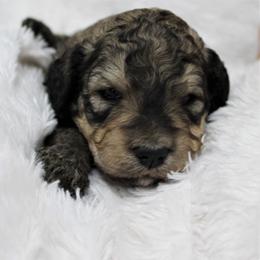 Bernedoodle and Goldendoodle Puppies from Paramount Family Doodles