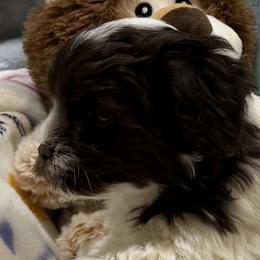 Harry - Chocolate male Havanese puppy in Wappapello, Missouri from Coraz’on Havanese