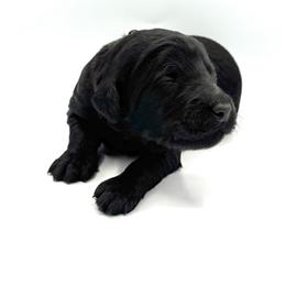 Dryad - Black female Goldendoodle puppy in Mount Pleasant, Tennessee from Doodle My Heart