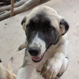 Girl 4 - Fawn female Anatolian Pyrenees puppy in Marysville, Ohio from Brotherton Family Farms