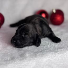 Dasher - Brindle male Dachshund puppy in Kingman, Arizona from Diddle Bros Dachshunds