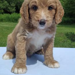 Champ - Gold male Labradoodle puppy in Lowville, New York from Adirondack Labradoodles