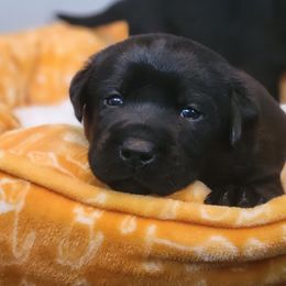 Labrador Retriever Puppies from Mac's Labradors