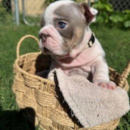 Girl 4 - female Bulldog puppy in Atwater, California from Raised By Santiago