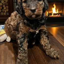 Bernedoodle Puppies from Home Grown Hearts Doodles