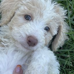 Will - Parti male Goldendoodle puppy in Rocky Point, North Carolina from CelticDoods