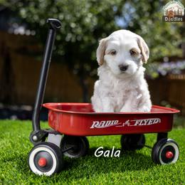 Gala - Apricot female Australian Labradoodle puppy in Cashmere, Washington from Mountain Home Doodles