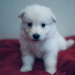 Berger Blanc Suisse Puppies from Moonlight Berger Blanc Suisses