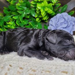 Tilly - Black female Goldendoodle puppy in Woodburn, Indiana from DNLS Doodle Puppies