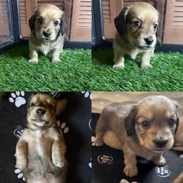 Valjean - Cream male Dachshund puppy in Eureka, California from Seaside Doxies
