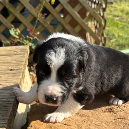 Boy 2 - Black and white male Border Collie puppy in Michie, Tennessee from Rivendell Border Collies