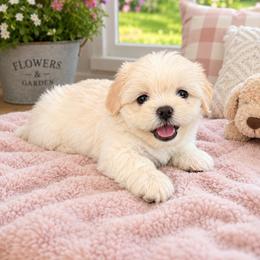 Glitter - female Lhasa Apso puppy in Kettering, Ohio from The Ruff Life Tribe