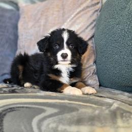 Stone - Black tri male Miniature Australian Shepherd puppy in Killen, Alabama from Wilkers Wholehearted Mini Aussies