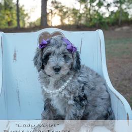 Lady Violet - purple collar - Chocolate merle female Bernedoodle puppy in Lexington, North Carolina from Deborah’s Doodles