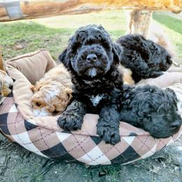 Assorted Doodle Crosses Puppies from Southern Star Goldendoodles