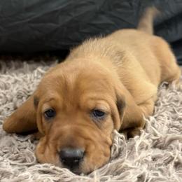 Male Red (Rusty) - Red and white male Basset Hound puppy in Oviedo, Florida from Boss Farms