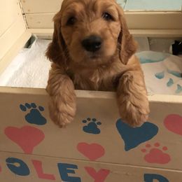 Goldendoodle Puppies from Cooley Doodles