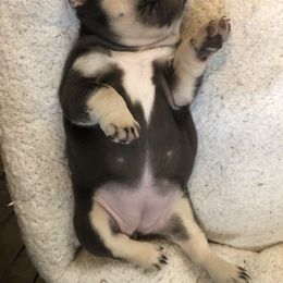 Bulldog and French Bulldog Puppies from Raise The Woof Bulldogs