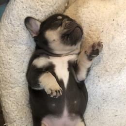 Bulldog and French Bulldog Puppies from Raise The Woof Bulldogs