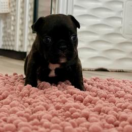 Maria - Brindle female French Bulldog puppy in Largo, Florida from Big Daddy Frenchies