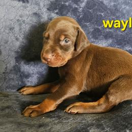 Waylon - Red and rust male Doberman Pinscher puppy in Mount Orab, Ohio from Heyne Kennels