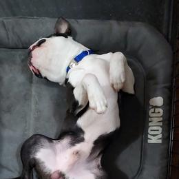 Boston Terrier Puppies from I Love Pups