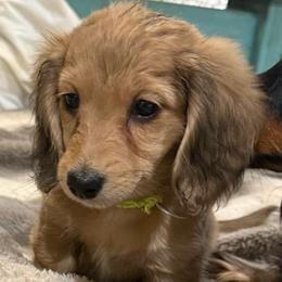 Chantilly (Tilly) (green collar) - Cream female Dachshund puppy in Shawnee, Oklahoma from Magic Eagle Miniature Dachshunds