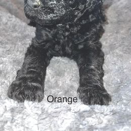 Goldendoodle Puppies from Native Country Goldendoodles