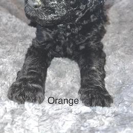 Goldendoodle Puppies from Native Country Goldendoodles
