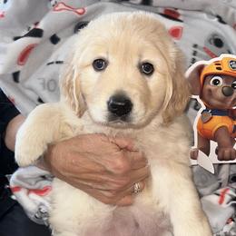 Zuma - Light golden female Golden Retriever puppy in Scottsdale, Arizona from Barking Buckeyes