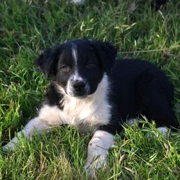 Clay - Black & white male Australian Shepherd puppy in San Tan Valley, Arizona from Mott Ranch - Blazin' Sun Aussies