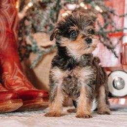 Galinda - Merle female Schnoodle puppy in Grove, Oklahoma from Grand Lake Poodles & Doodles