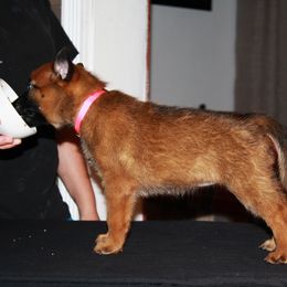 Belgian Malinois Puppies from Pyrex Kennels