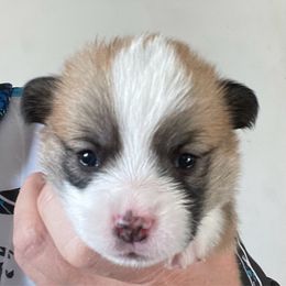 Titus - Red male Pembroke Welsh Corgi puppy in Grenada, California from California Corgi Butts