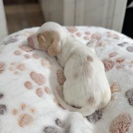 Cobbler - Piebald male Dachshund puppy in Greenville, North Carolina from The Gorman Farms
