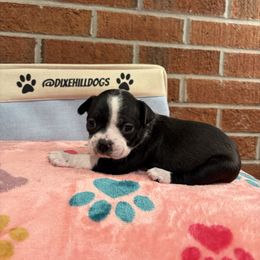 Girl 1 - Black and white female Boston Terrier puppy in Conyers, Georgia from Dixe Hill Dogs